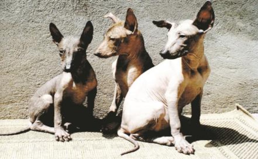 Xoloitzcuintles en México. Foto: Archivo