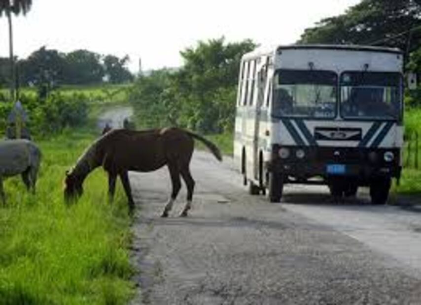 ¿Sabes qué hacer en caso de ver un animal en la carretera?