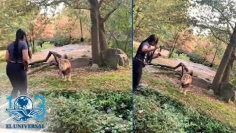 Mujer se mete a jaula de leones y luego baila frente a uno