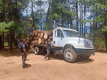 Detienen a cuatro presuntos talamontes