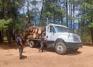 Detienen a cuatro presuntos talamontes
