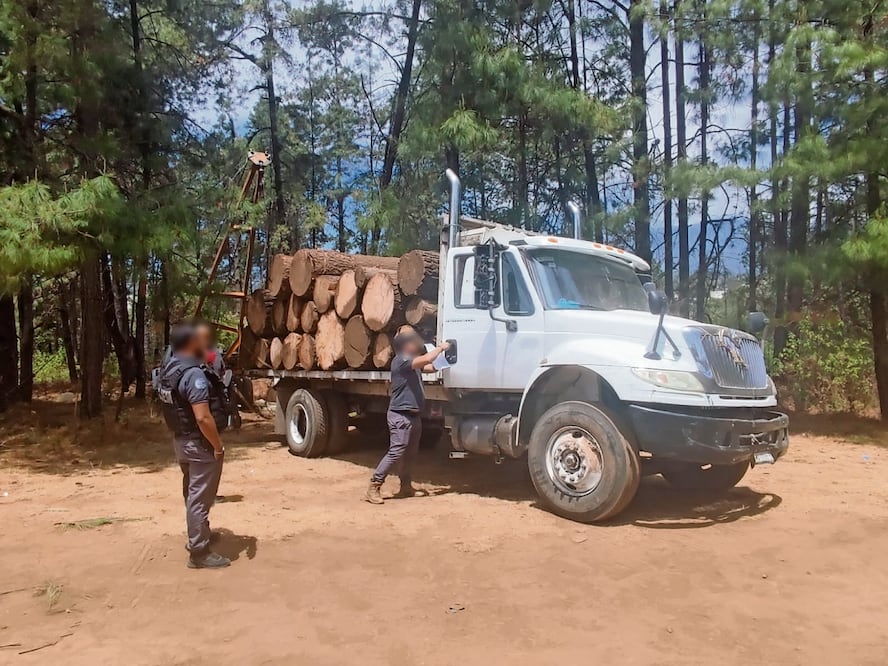 Los talamontes trasladaban los troncos de árboles en un camión blanco que fue asegurado por los policías. Foto Especial