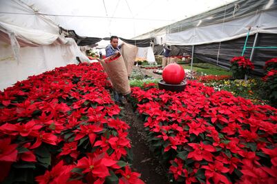Asegurada la producción de flor de nochebuena con 19 millones de plantas: Sader
