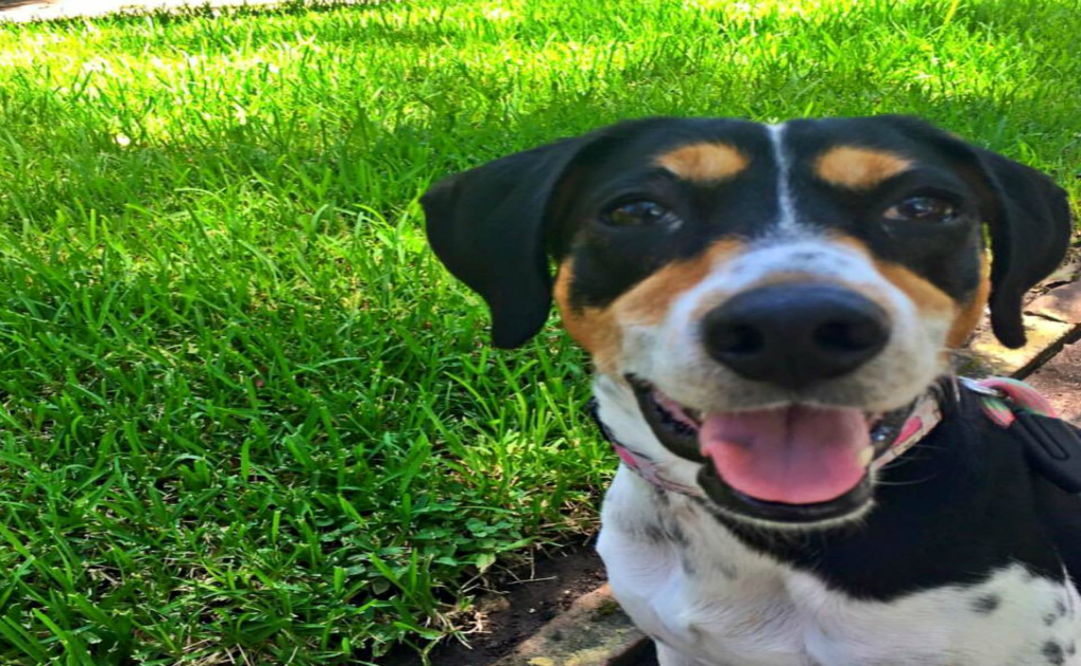 (Foto tomada de Facebook)