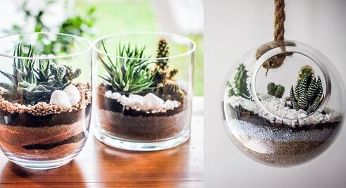 Terrarios ideales para decorar tu casa