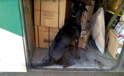 Binomios caninos detectan heroína oculta en libros