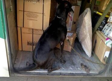 Binomios caninos detectan heroína oculta en libros