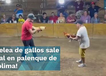 Gallo de pelea ataca a su propio dueño en pleno Palenque