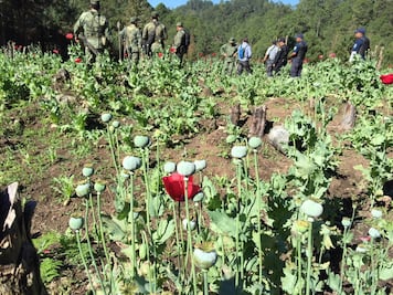 Destruyen 12 plantíos de amapola y marihuana en Chiapas