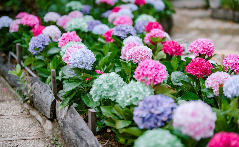 Conoce los 5 pasos para reproducir hortensias en casa. Foto: Canva