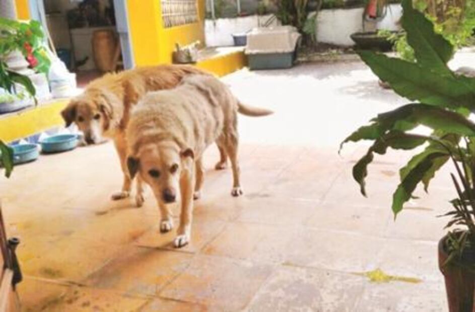 Treinta minutos con Sergio Pitol