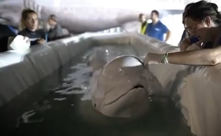 VIDEO: En operación internacional de "alto riesgo" trasladan a 2 belugas de Ucrania a España