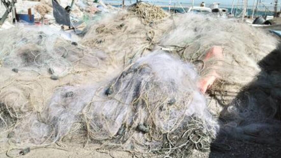 Rescate de vaquita marina llegó tarde: expertos