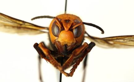 Murder hornets are unlikely to reach Mexico