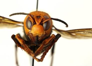 Murder hornets are unlikely to reach Mexico