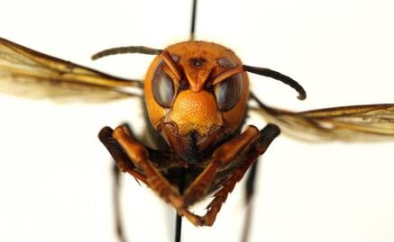 Murder hornets are unlikely to reach Mexico