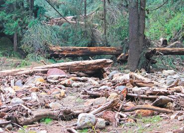 Amagan con uso de autodefensas por talamontes