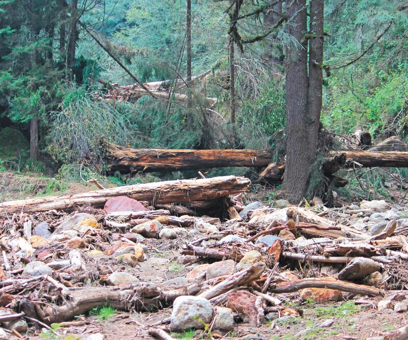 Pese a que los ejidatarios realizan jornadas de reforestación de hasta 300 mil árboles, las amenazas de los talamontes crecen. Foto: ESPECIAL