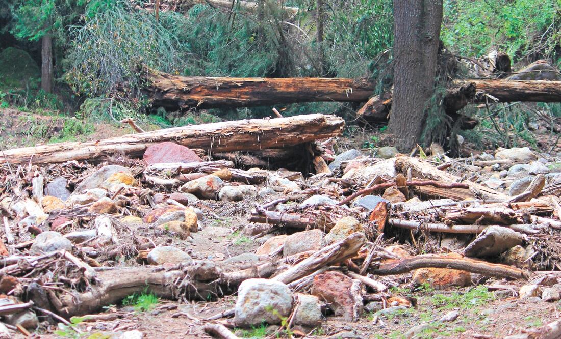 Pese a que los ejidatarios realizan jornadas de reforestación de hasta 300 mil árboles, las amenazas de los talamontes crecen. Foto: ESPECIAL
