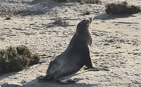 Rescatan a ejemplar de lobo marino en Chiapas; es devuelto a su hábitat