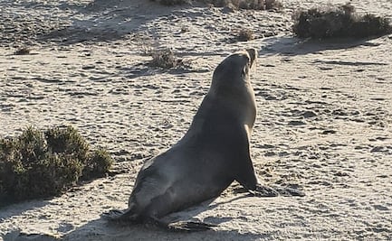 Rescatan a ejemplar de lobo marino en Chiapas; es devuelto a su hábitat