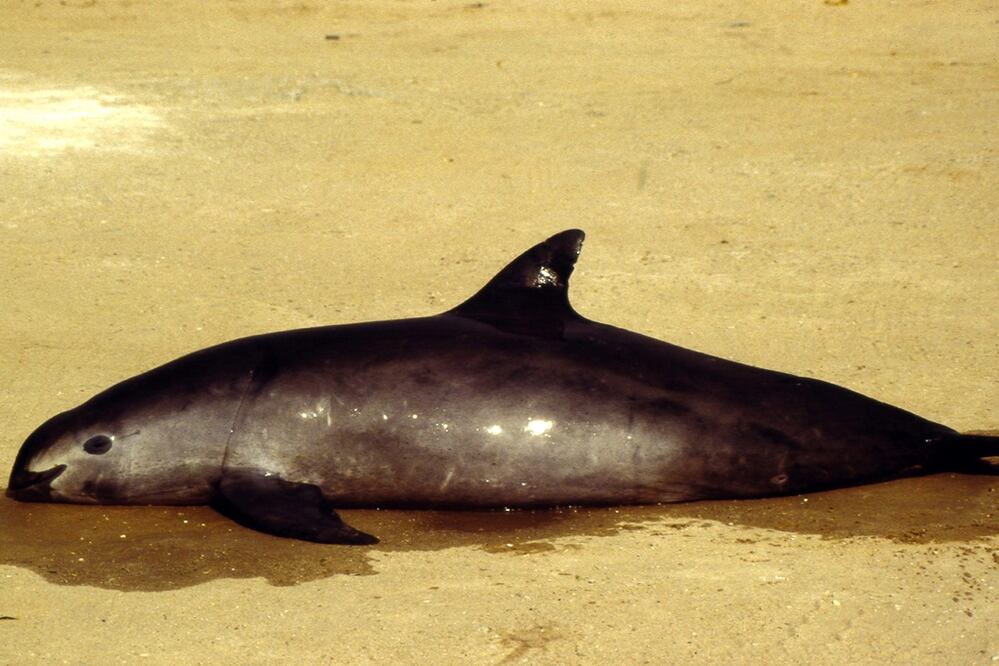 El gobierno federal destinará 3 millones de dólares para poner en marcha el plan de emergencia para salvar a la vaquita marina de la extinción. Foto: Archivo/EL UNIVERSAL