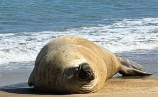 Elefante marino que llegó a playa de Nayarit está en buenas condiciones: Profepa; solo salió a descansar, indica