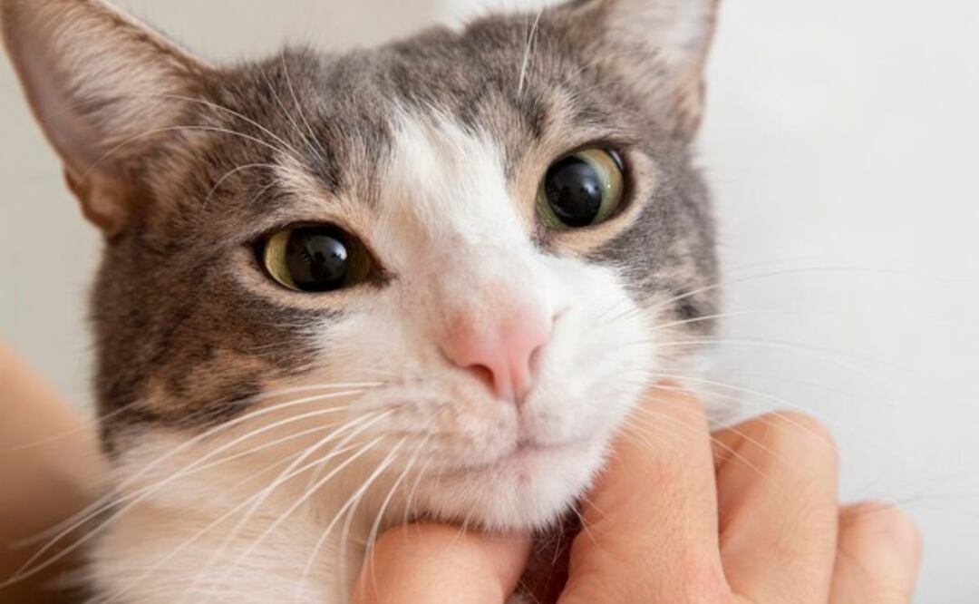 Si notamos un mal olor persistente en el aliento de nuestro gato, es fundamental acudir al veterinario. Fuente: Freepik.