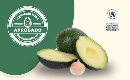 EU abre fronteras para importar aguacate Hass... pero desde Guatemala; cumplen meta desde hace 30 años