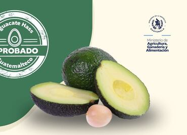 EU abre fronteras para importar aguacate Hass... pero desde Guatemala; cumplen meta desde hace 30 años