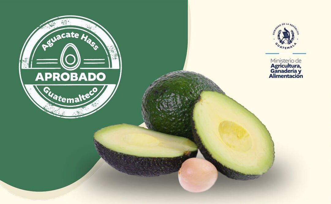 La embajada estadounidense en Guatemala explicó que la importación del aguacate Hass es una "meta desde hace 30 años" que finalmente pudo ser cumplida. Foto: X @MagaGuatemala
