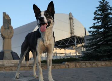 Los guardias que cuidan a los perros abandonados en la Zona de Exclusión en Chernóbil