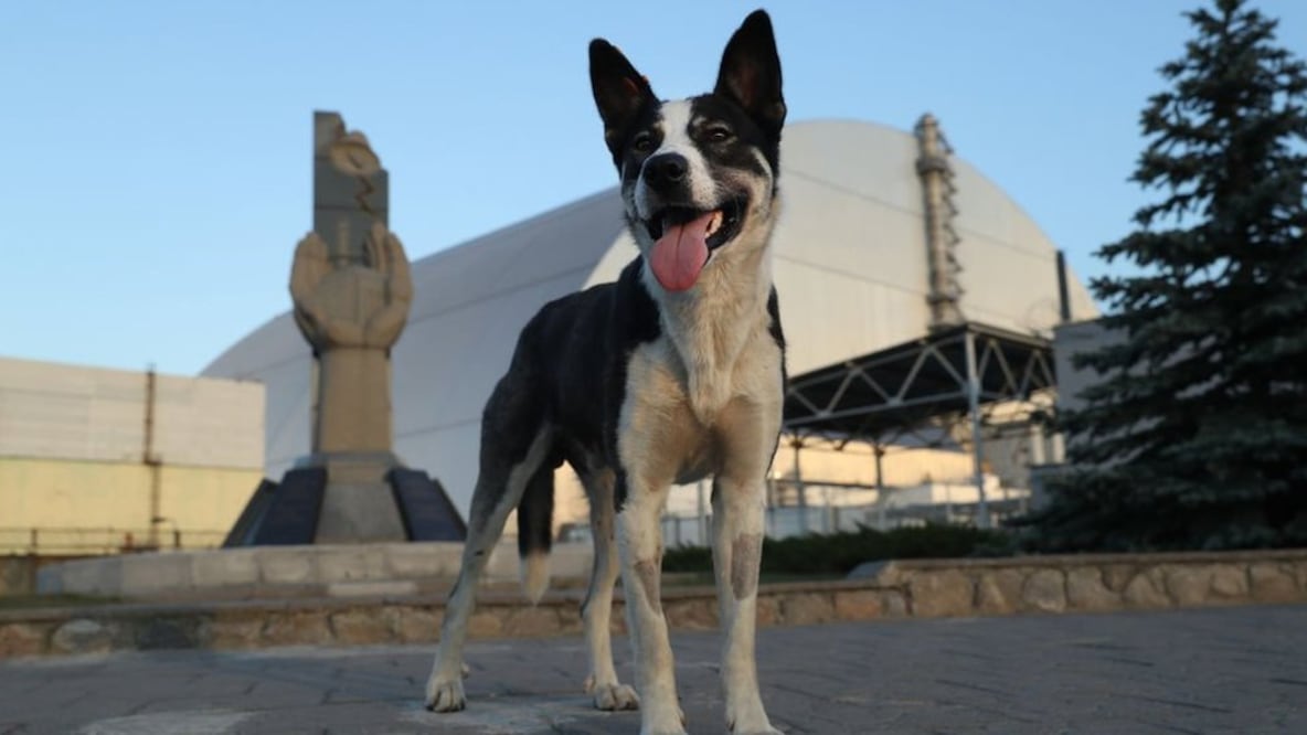 Un perro callejero cerca de la planta nuclear de Chernóbil en 2017. Foto: Getty Images