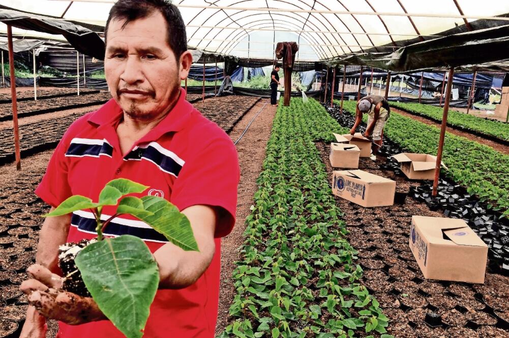 Para que la planta empiece a enraizar debe estar hasta por mes y medio a una temperatura de entre 40 y 45 grados centígrados. Después, poco a poco, se tiene que ir descubriendo hasta que soporte la temperatura ambiente (FERNANDO RAMÍREZ. EL UNIVERSAL)