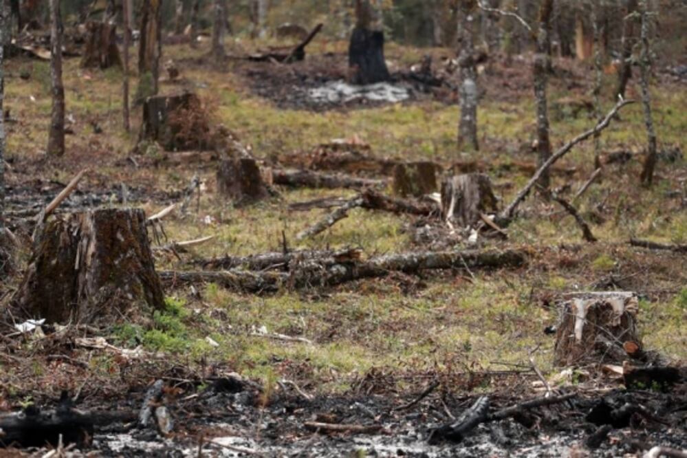 Caen operativos y aumenta tala ilegal