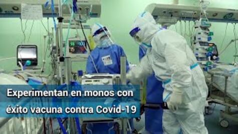 Laboratorio chino experimenta en monos con éxito vacuna contra Covid-19