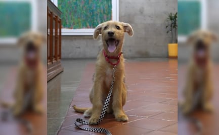 Llega "Rollo" a trabajar a Palacio Nacional; Presidencia adopta a cachorro mestizo