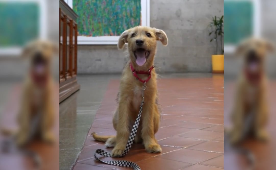 "Rollo", cachorro mestizo adoptado por Presidencia, que trabaja en Palacio Nacional (09/09/2026) Foto: @GobiernoMX