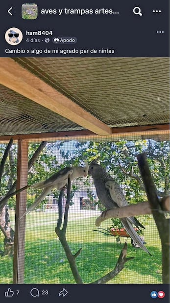 Entre las especies afectadas sobresalen ninfas, monos araña, tigres, guacamayas, leones, tucanes, entre otros.  Fotos: Especial