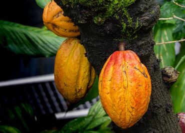 Tal vez el chocolate que comes es causante de la deforestación en África
