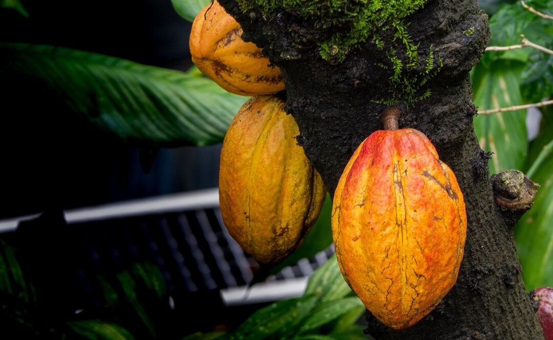 Tal vez el chocolate que comes es causante de la deforestación en África