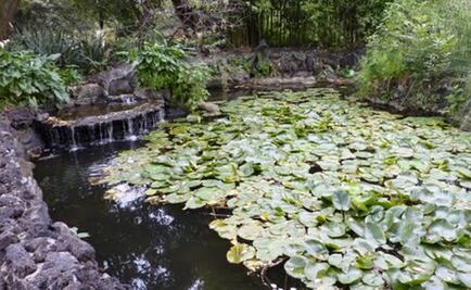 Impulsan técnicas de propagación de plantas acuáticas