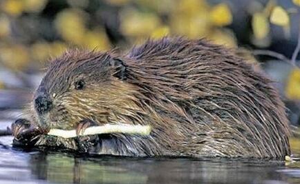 Exterminarán 100 mil castores para salvar bosques