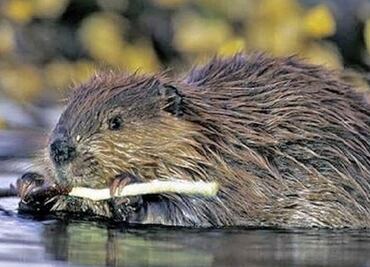Exterminarán 100 mil castores para salvar bosques