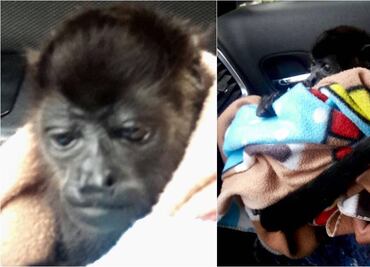 Rescatan a mono en peligro de extinción en la GAM