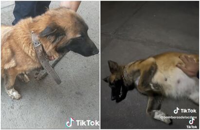 TikTok: Bomberos de la CDMX rescatan a perrita embarazada y se la quedan