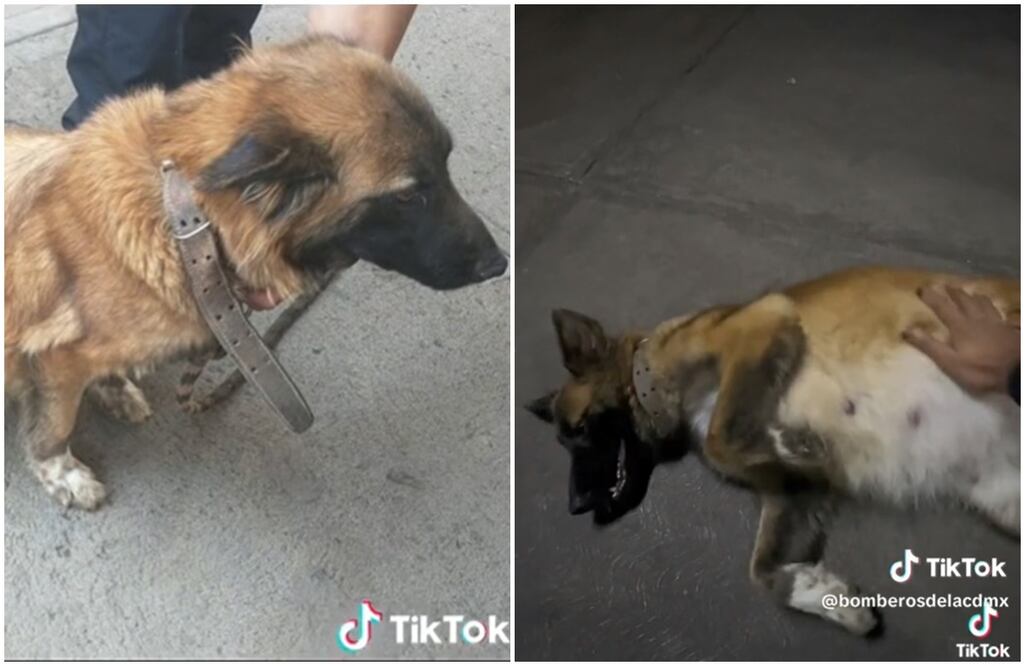 FOTO: tomada de TikTok/ EL UNIVERSAL/