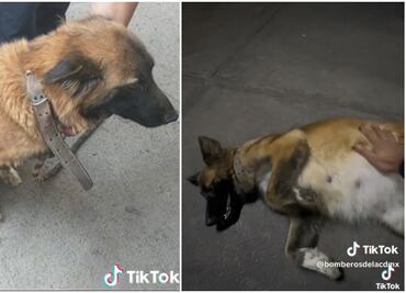 TikTok: Bomberos de la CDMX rescatan a perrita embarazada y se la quedan