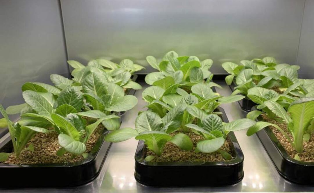 LG prepara actualmente las novedades de su catálogo de productos que presentará en la feria tecnológica CES 2020 en Las Vegas