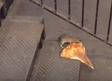 Rata roba pizza en metro de NY; se vuelve viral